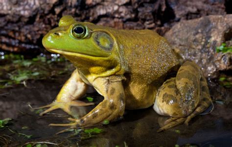 Bullfrog/Profile .